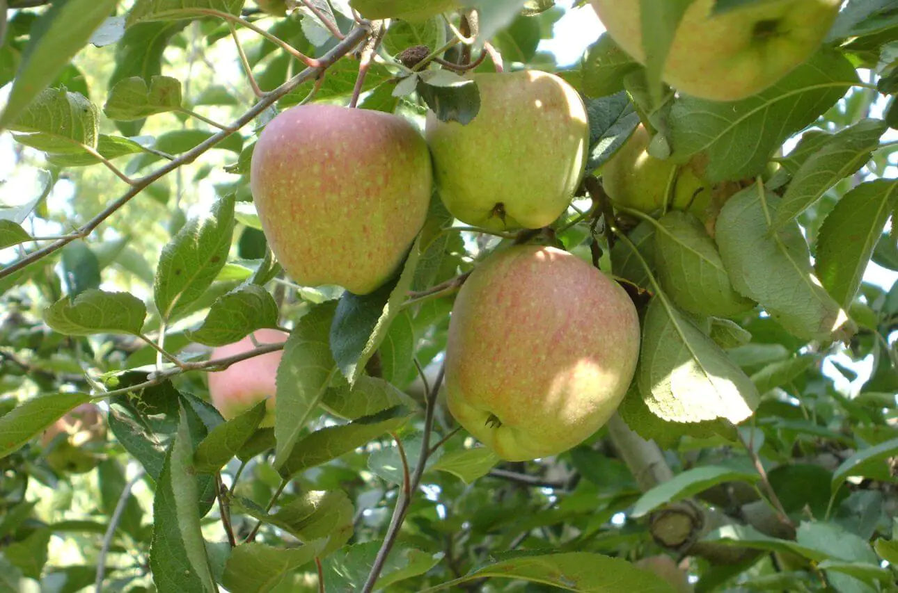 Apple of Kashmir