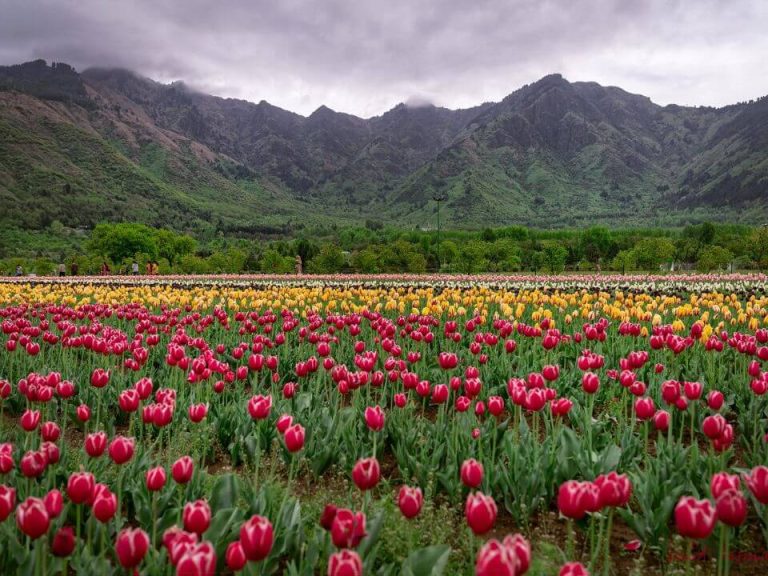 Tulip Garden Srinagar