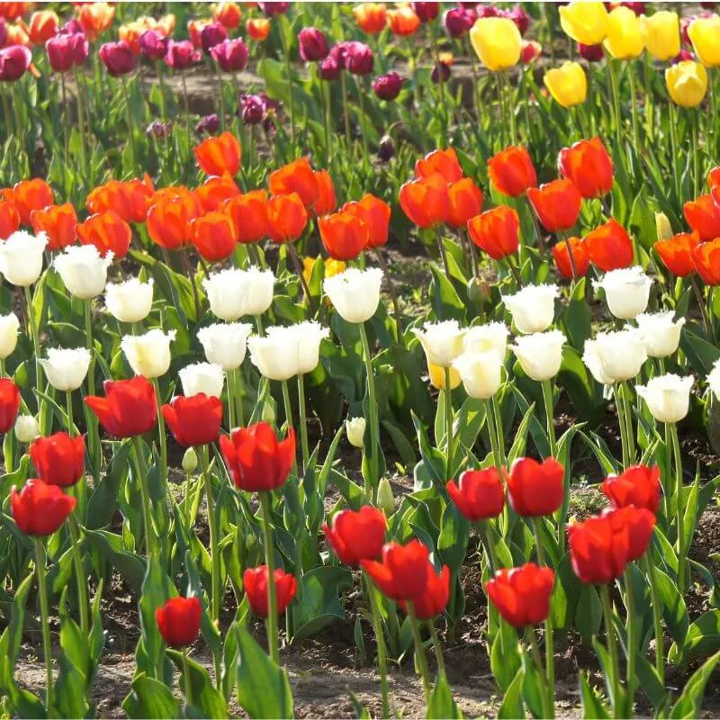 Vaishno Devi and Kashmir Tour Package from Mumbai