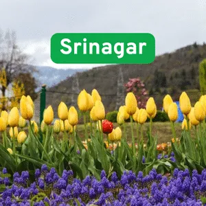 Srinagar_kashmir