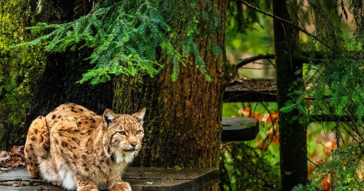 _Nandini Wildlife Sanctuary Nandini Wildlife Sanctuary