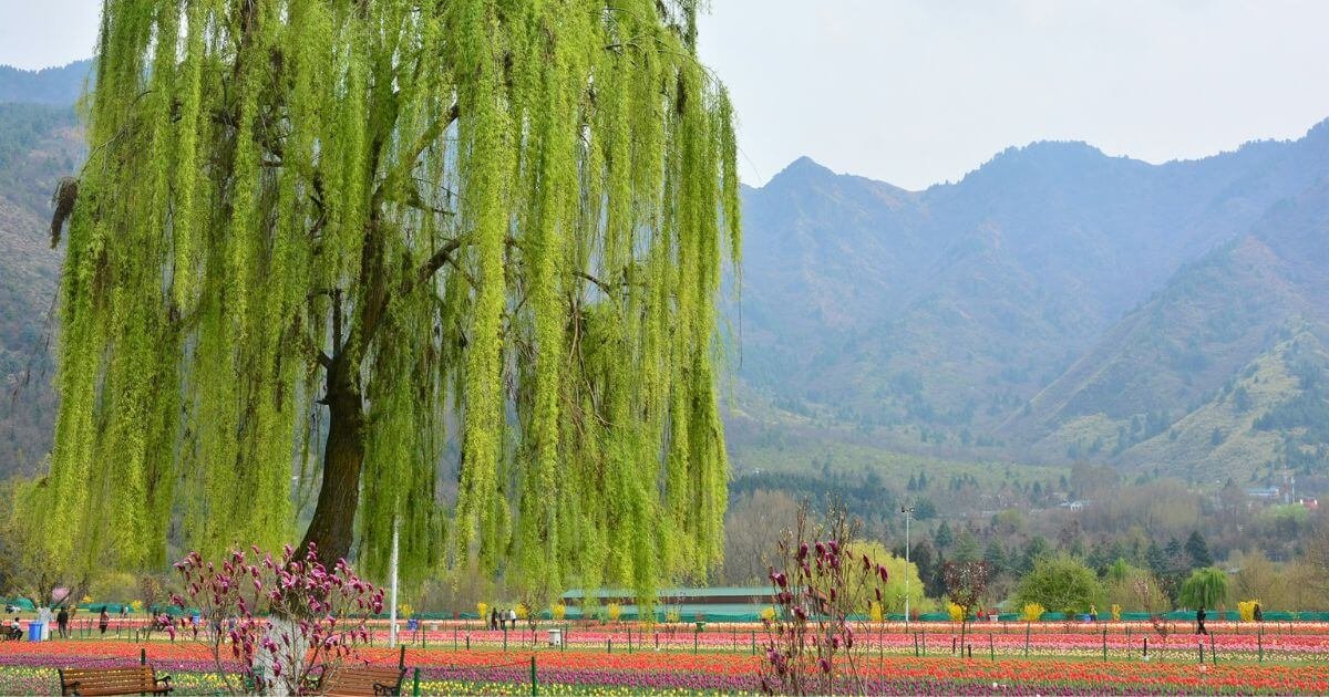 4 Nights 5 Days for Kashmir Honeymoon