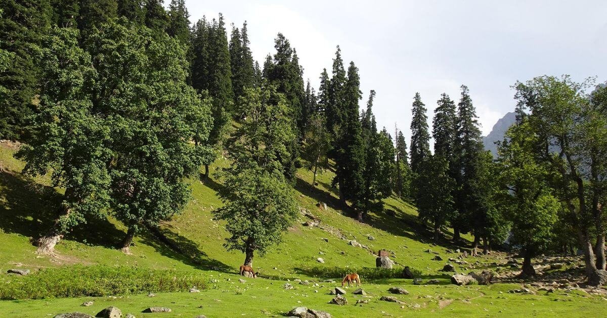 Kashmir Tour Package 8 Nights 9 days Starts